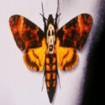 Death Head Moth 273x300